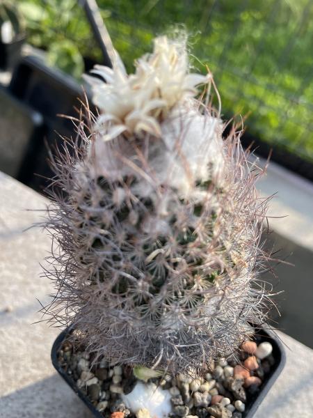 Turbinicarpus dickinsonia